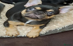 French Bulldog dogs for sale: Stunning French bulldogs  - Image 13