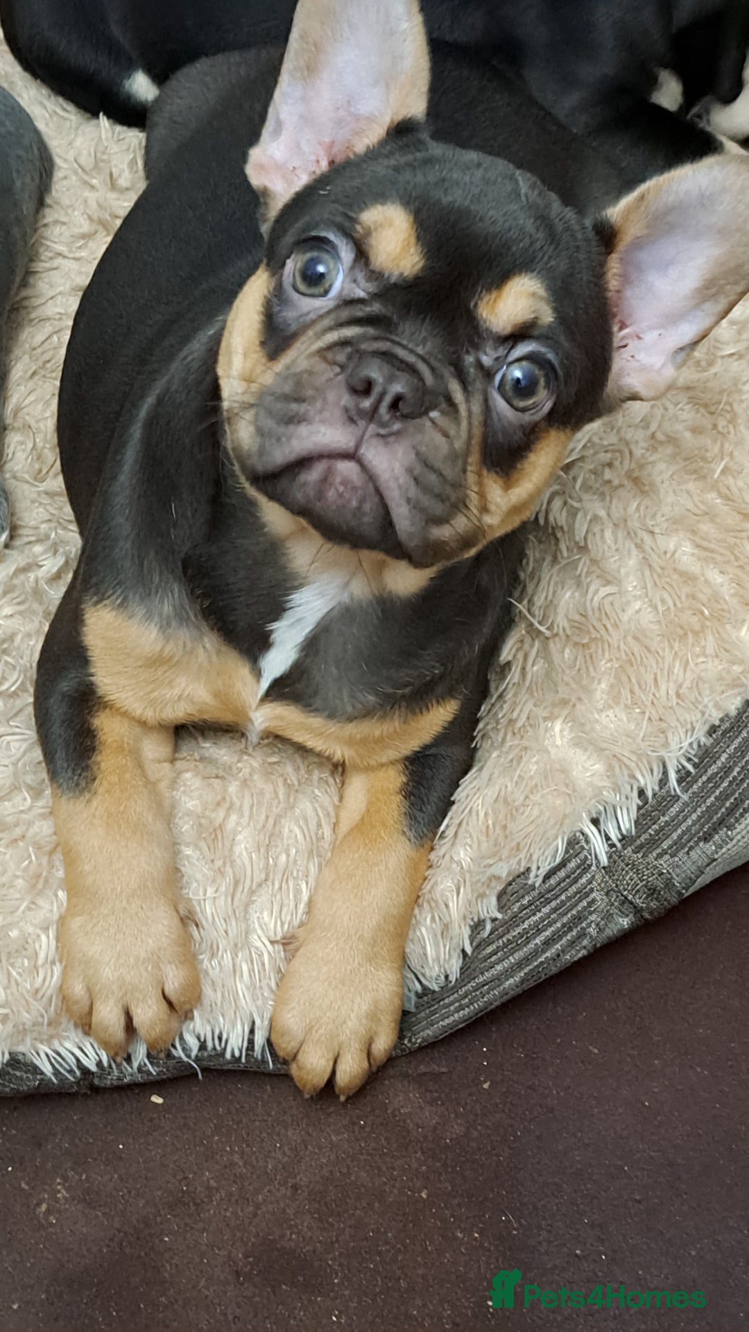 French Bulldog dogs for sale: Stunning French bulldogs  - Image 13