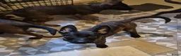 Belgian Shepherd Dog dogs for sale: Shepherd puppy  in Wishaw - Advert 13