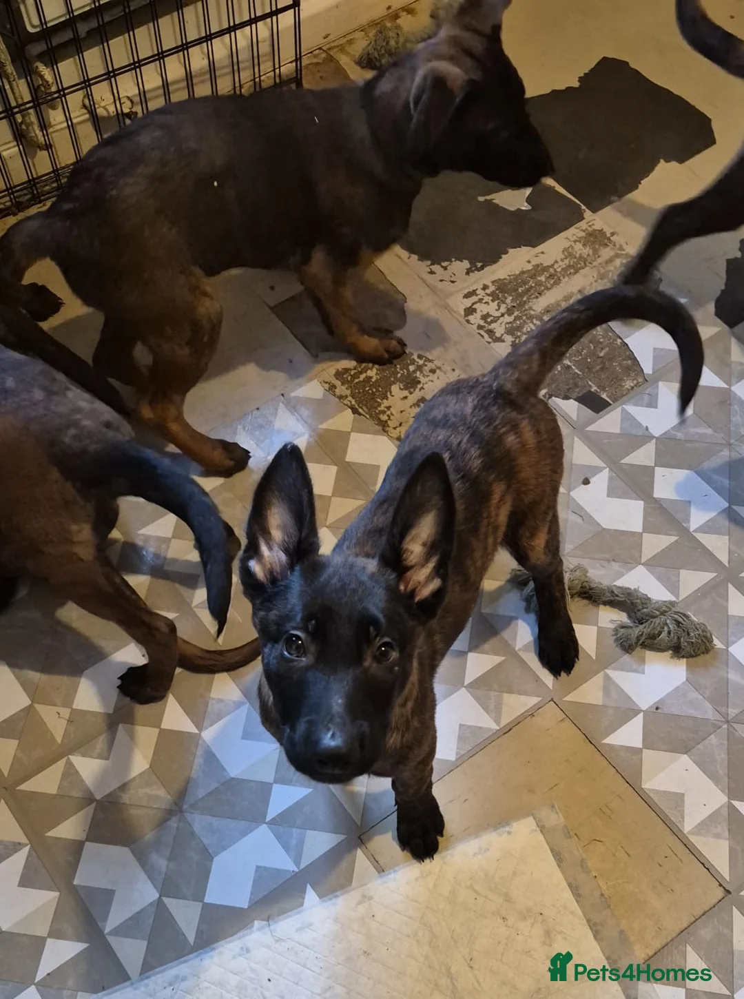Belgian Shepherd Dog dogs for sale: Shepherd puppy  in Wishaw - Advert 13