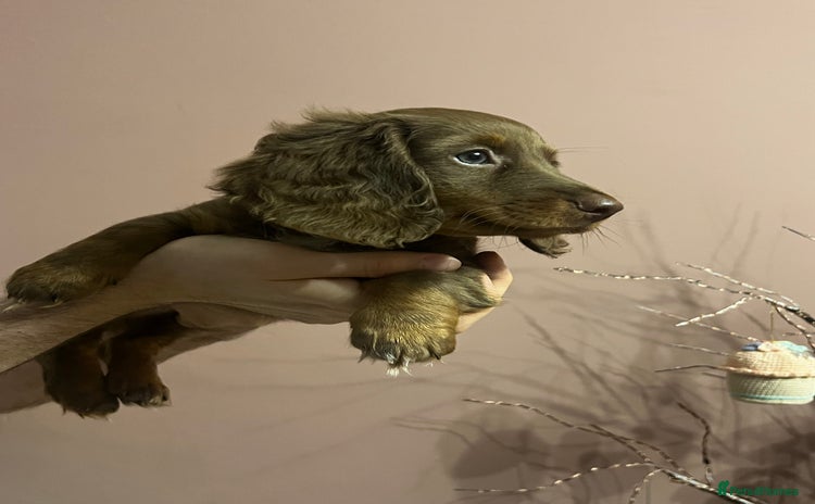 Miniature Dachshund dogs - Advert 11