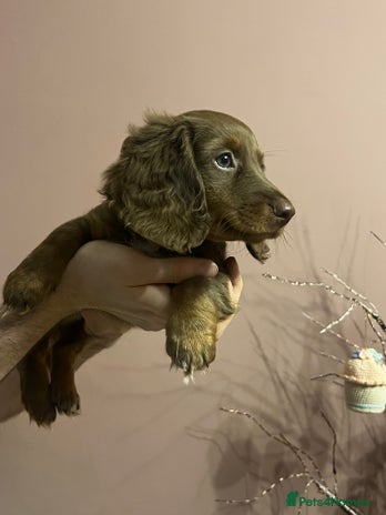 Miniature Dachshund dogs - Advert 11