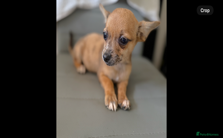 Chihuahua dogs - Advert 3