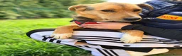 Mixed Breed dogs for adoption: ❤️🐶 STELLA – SHE BUILDS HER WORLD AROUND YOU in Burton-on-Trent - Advert 26