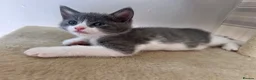 Mixed Breed cats for sale: 3 girl kittens for sale  - Advert 1