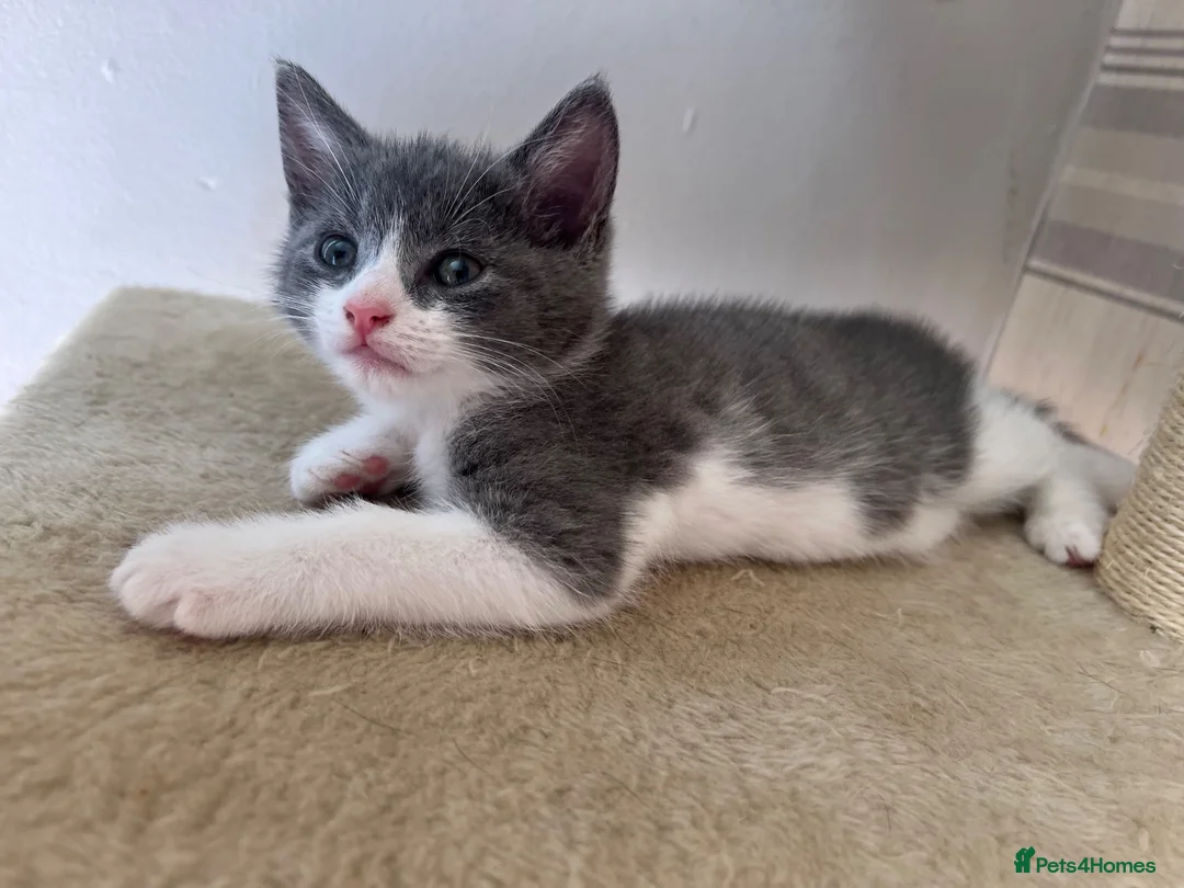 Mixed Breed cats for sale: 3 girl kittens for sale  - Advert 1