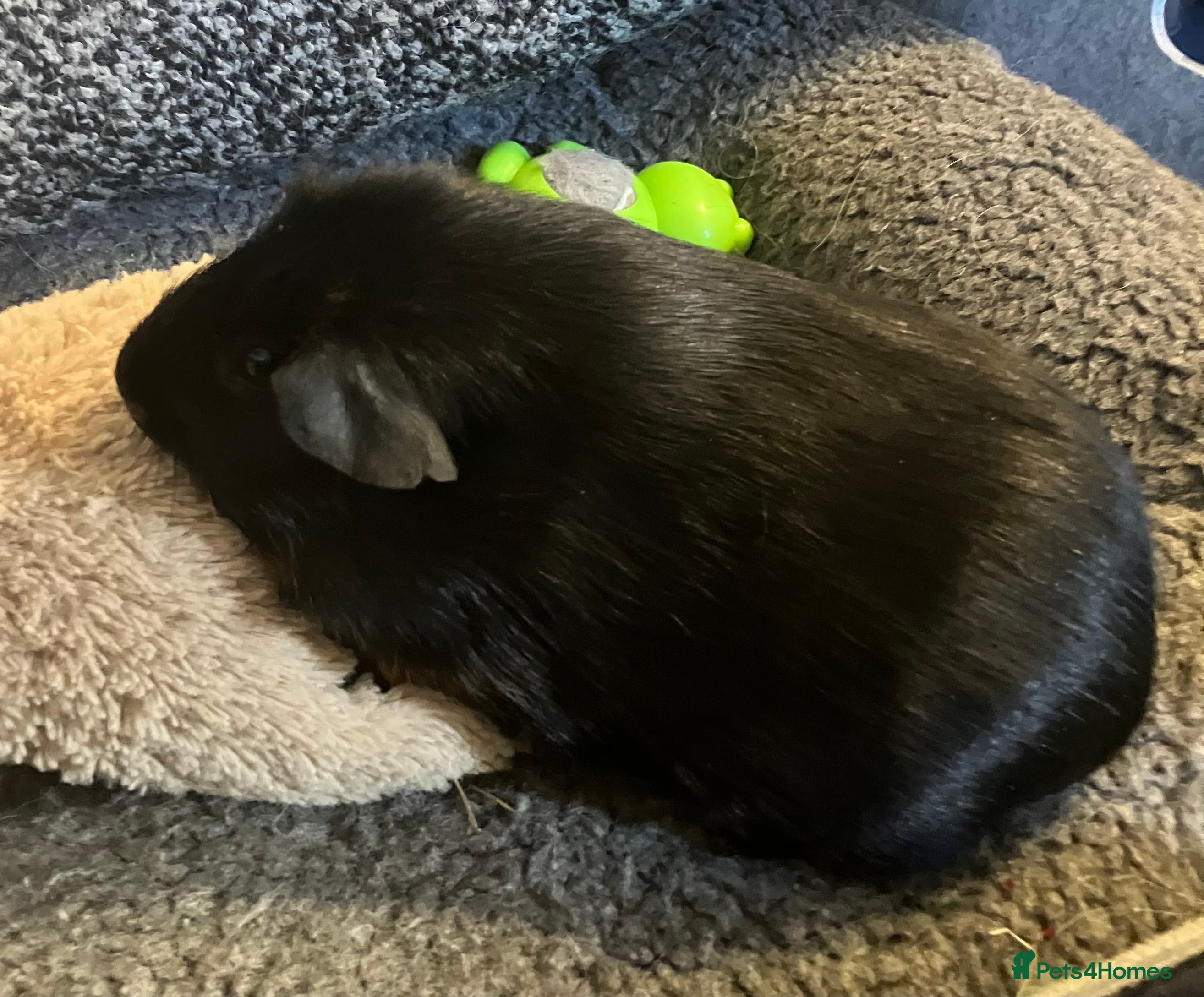 Guinea Pig rodents Purebred Black Tan guinea pigs - Advert 5