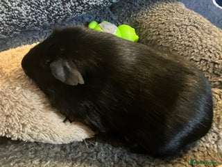 Guinea Pig rodents Purebred Black Tan guinea pigs - Advert 10