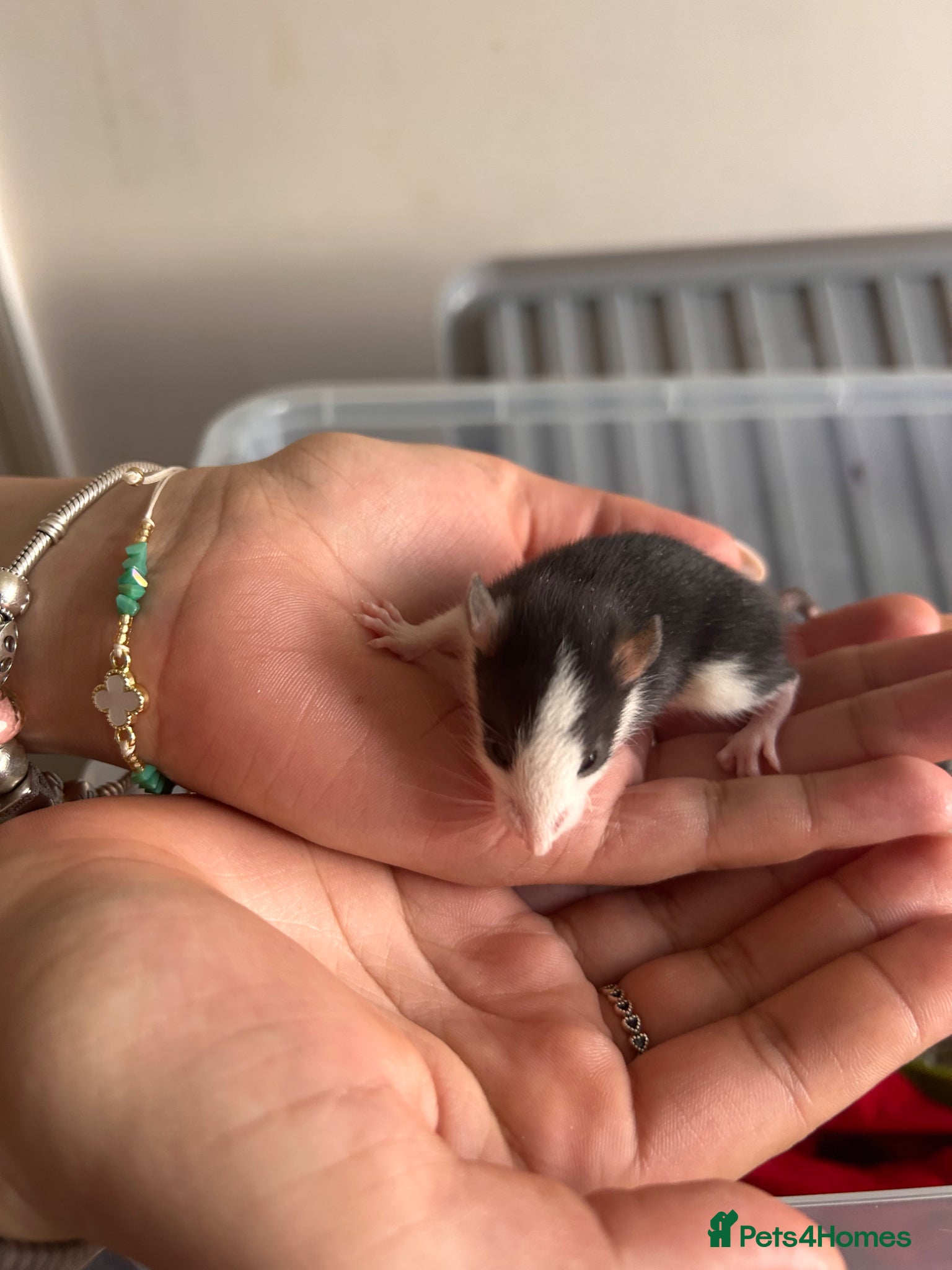 Rat rodents Baby rats for sale!  - Advert 1