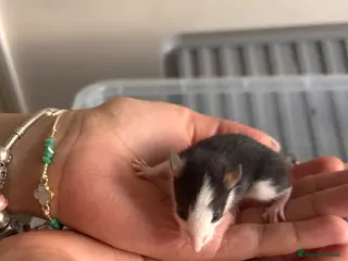 Rat rodents Baby rats for sale! - Advert 2