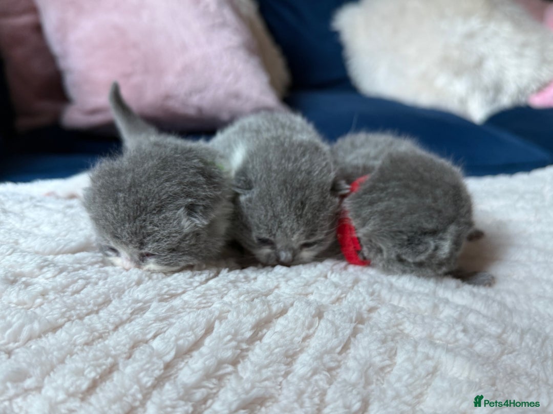 British Shorthair cats for sale: Outstanding kittens 😻 Champion line🥇🏆😻 - Image 18