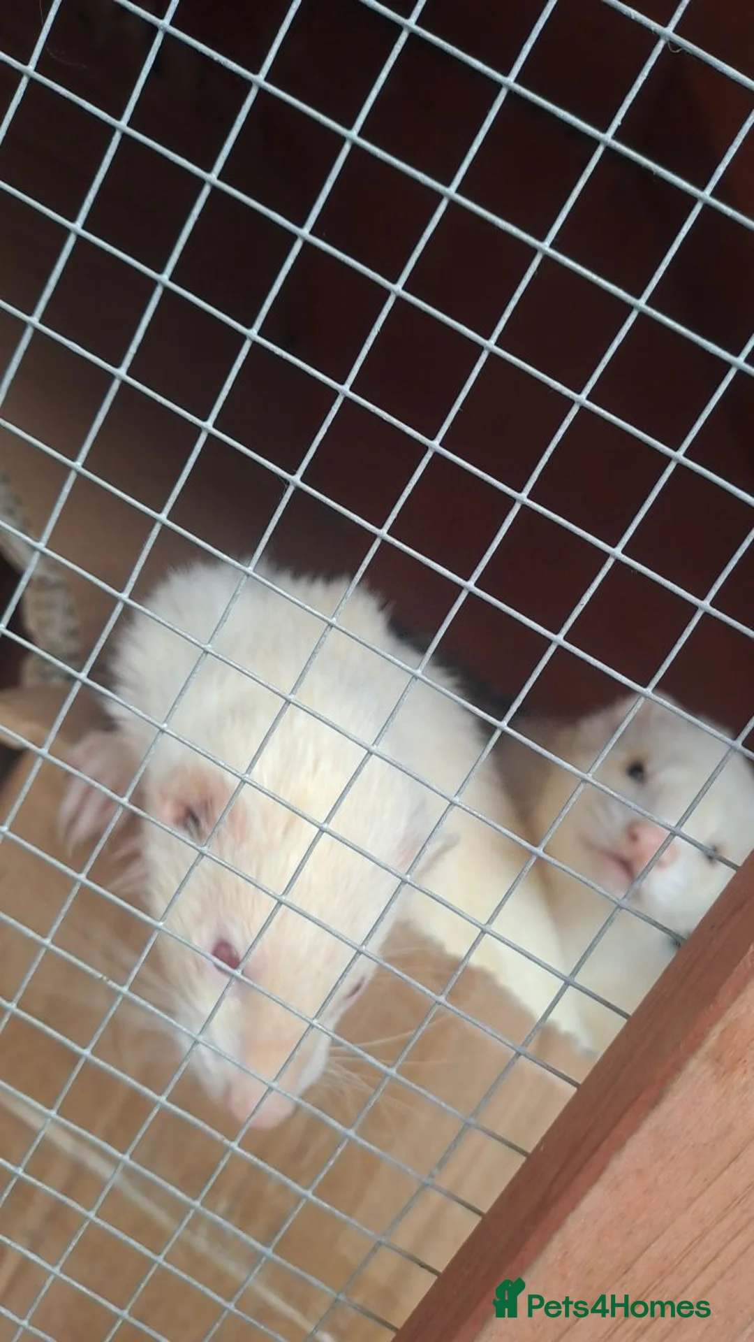 Ferret rodents for sale: 2 PET ferrets for rehoming  in Airdrie - Advert 2
