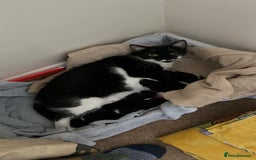 Domestic Shorthair cats for sale: Kittens Black and white gorgeous markings - Image 4