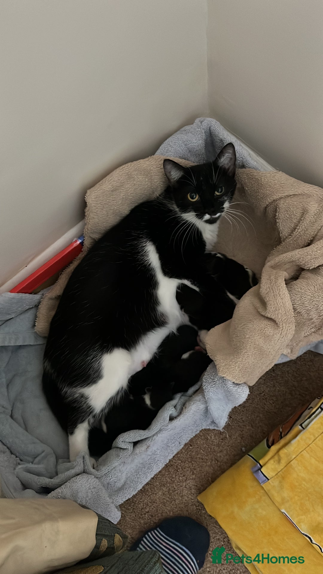 Domestic Shorthair cats for sale: Kittens Black and white gorgeous markings - Image 4