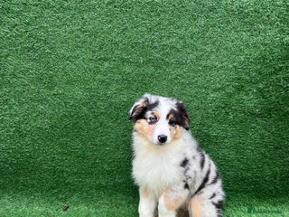 Australian Shepherd dogs Australia shepherd Kc puppies TWO LEFT - Advert 2