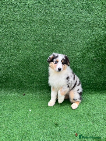 Australian Shepherd dogs Australia shepherd Kc puppies TWO LEFT - Advert 4