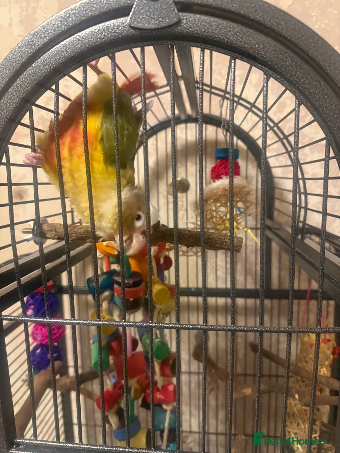 Conures birds for sale: Pineapple conure - Advert 3
