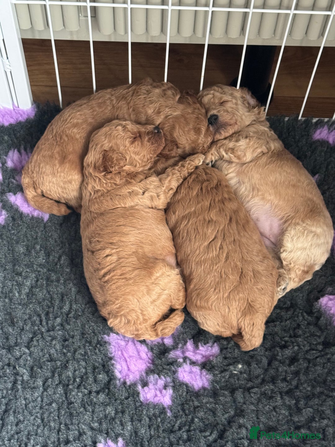 Poochon dogs for sale: Male poochon F1b - Image 8