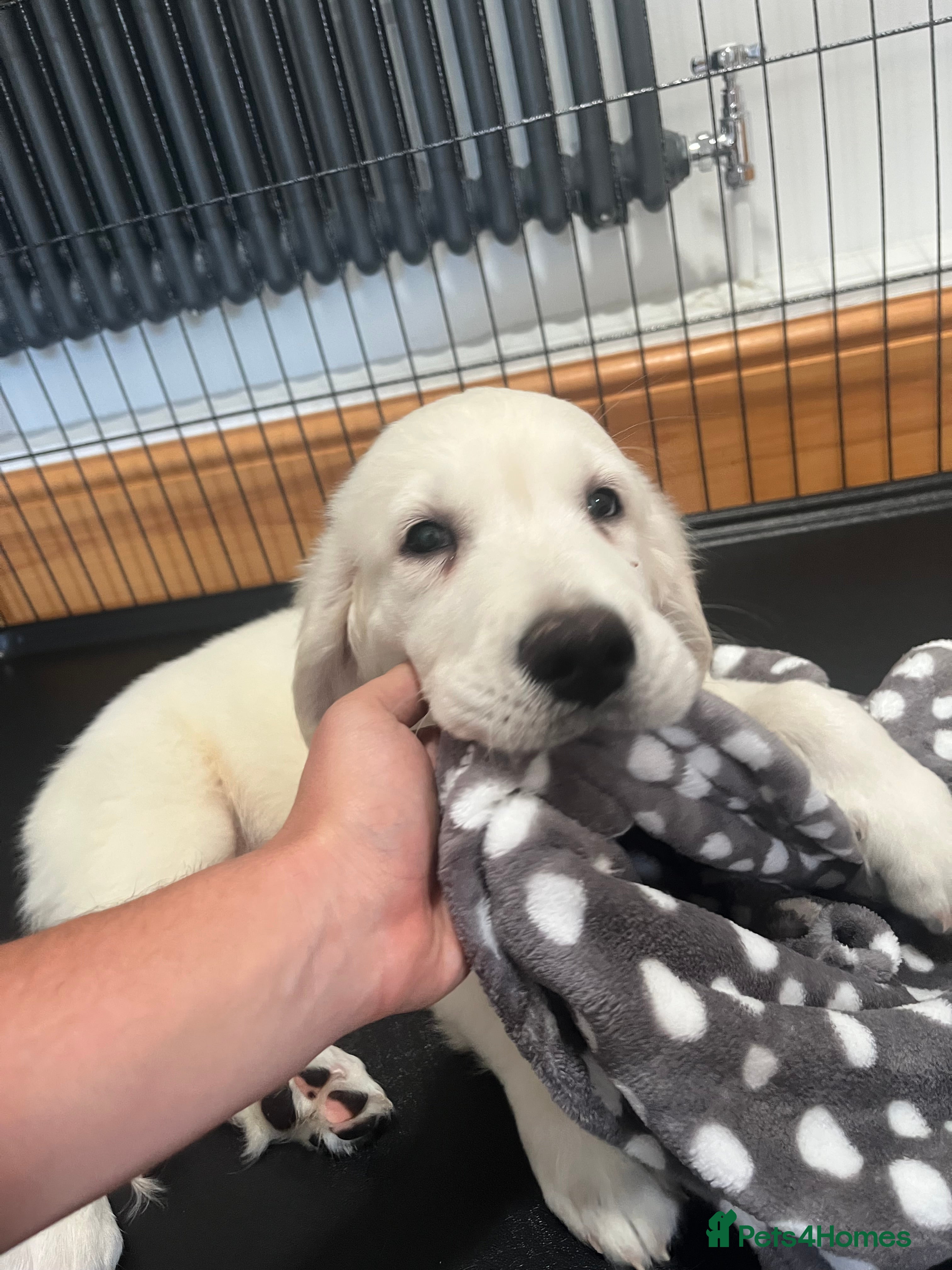 Golden Retriever dogs KC Old English Cream Golden Retrievers - Advert 2