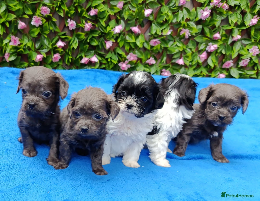 Shihpoo dogs for sale: STUNNING SHIHPOO FIRST GEN HEALTH TESTED  - Advert 8