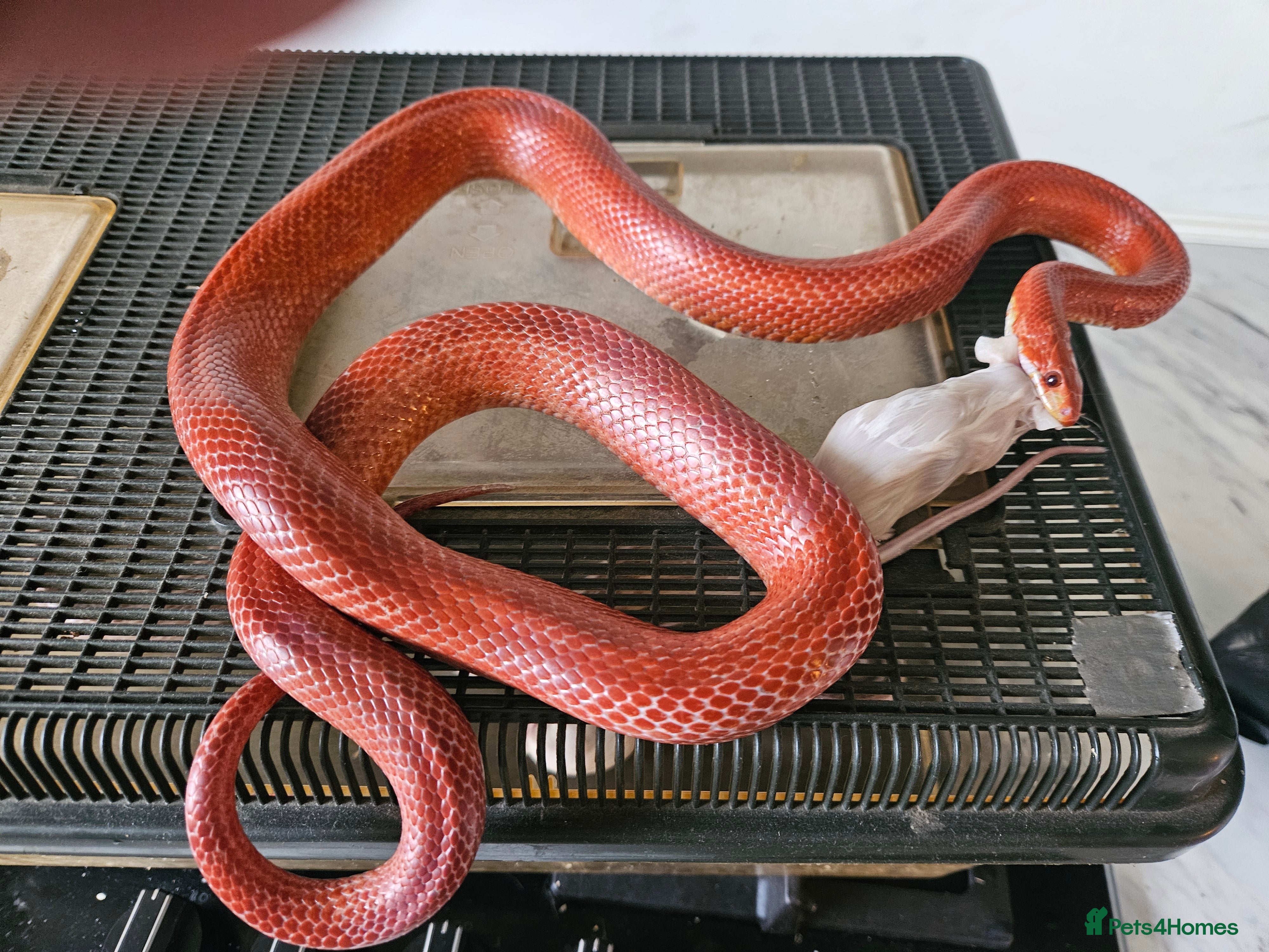 Corn Snake reptiles 3 corn snakes available  - Advert 1