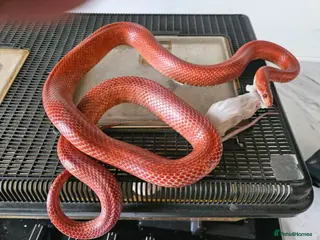 Corn Snake reptiles 3 corn snakes available - Advert 1