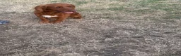 Cocker Spaniel dogs for stud: RED KC STUD DOG  - Advert 4
