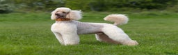 Standard Poodle dogs for stud: SUPERB KC HEALTH TESTED STANDARD POODLE.. in Newport - Advert 7