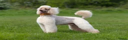 Standard Poodle dogs for stud: SUPERB KC HEALTH TESTED STANDARD POODLE.. in Newport - Advert 7