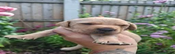 Labrador Retriever dogs for sale: Labrador puppies - Advert 3