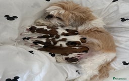Shih Tzu dogs for sale: 3 males and 1 shiz tzu puppies for sale  - Image 1
