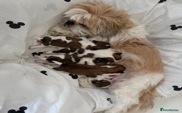 Shih Tzu dogs - Advert 9