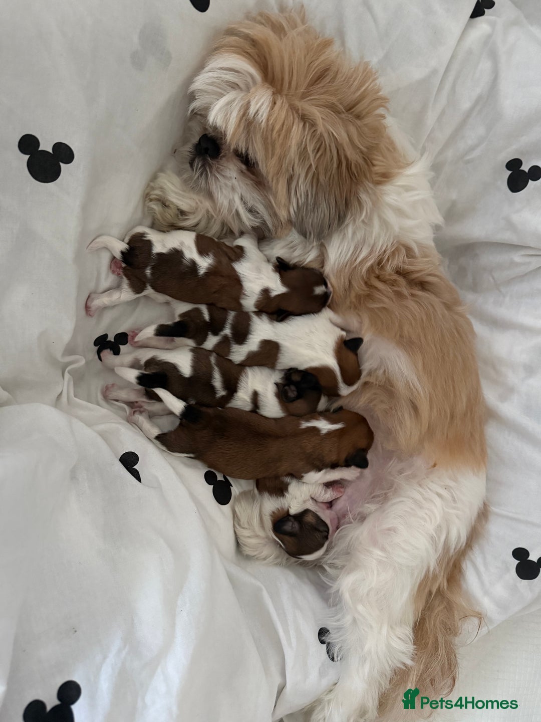 Shih Tzu dogs for sale: 3 males and 1 shiz tzu puppies for sale  - Image 1