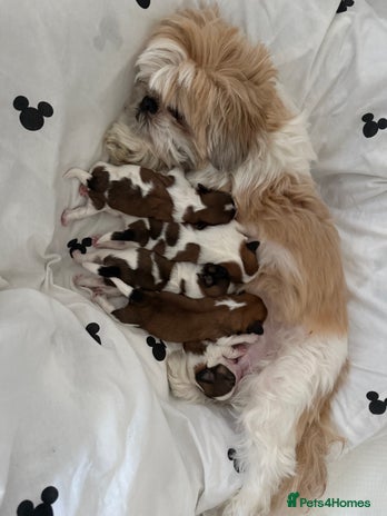 Shih Tzu dogs - Advert 2
