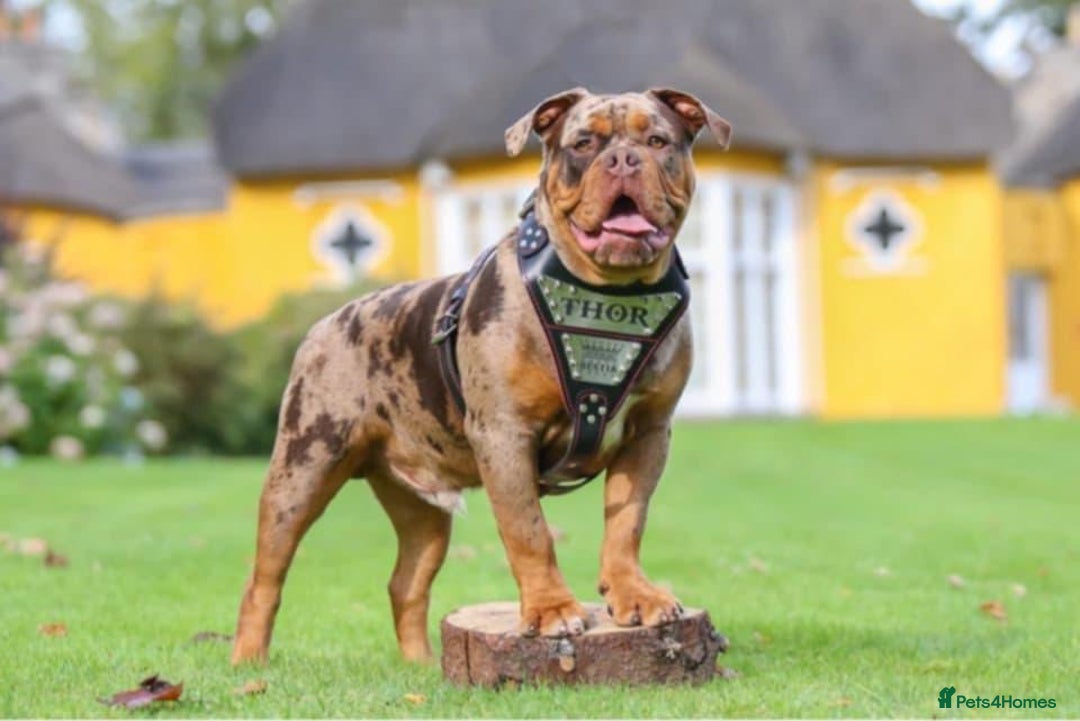 Olde English Bulldogge dogs for sale: Olde English bulldogge puppies  - Advert 5