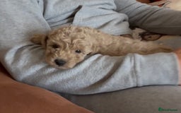 Poochon dogs for sale: Tiny farm bred teddy bear bundles of fun !  - Image 7