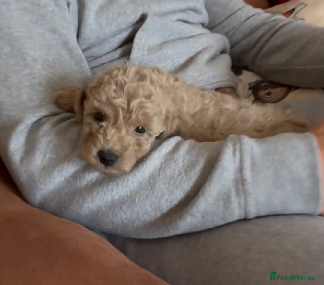 Poochon dogs for sale: Tiny farm bred teddy bear bundles of fun !  - Image 7