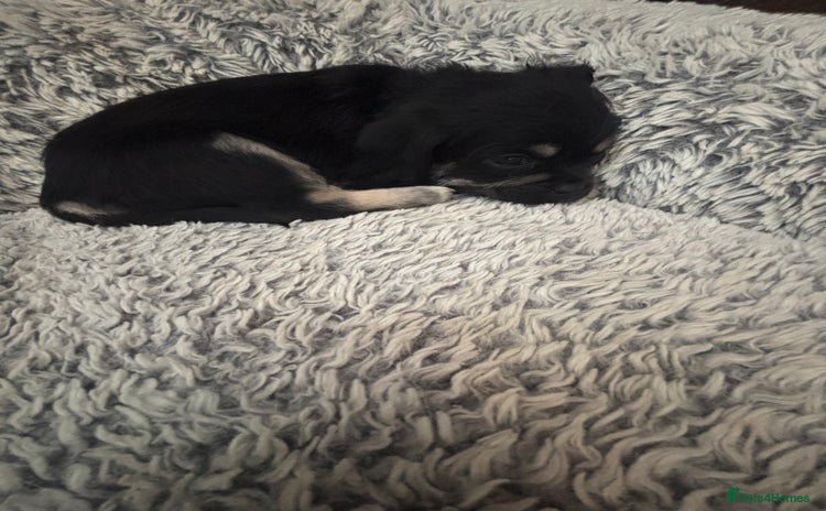 Mixed Breed dogs For sale pug X Bichon frisé puppy’s  - Advert 10