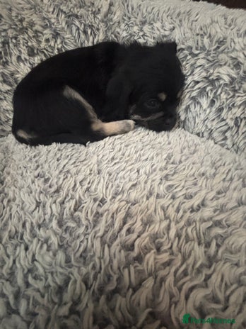 Mixed Breed dogs For sale pug X Bichon frisé puppy’s - Advert 10