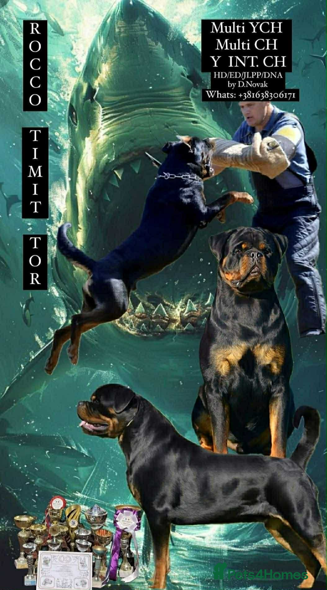 Rottweiler dogs Top quality kc pups for sale timitor X edelstein - Advert 1