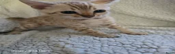 Bengal cats for sale: 1 beautiful pure snow bengal kitten  - Advert 3