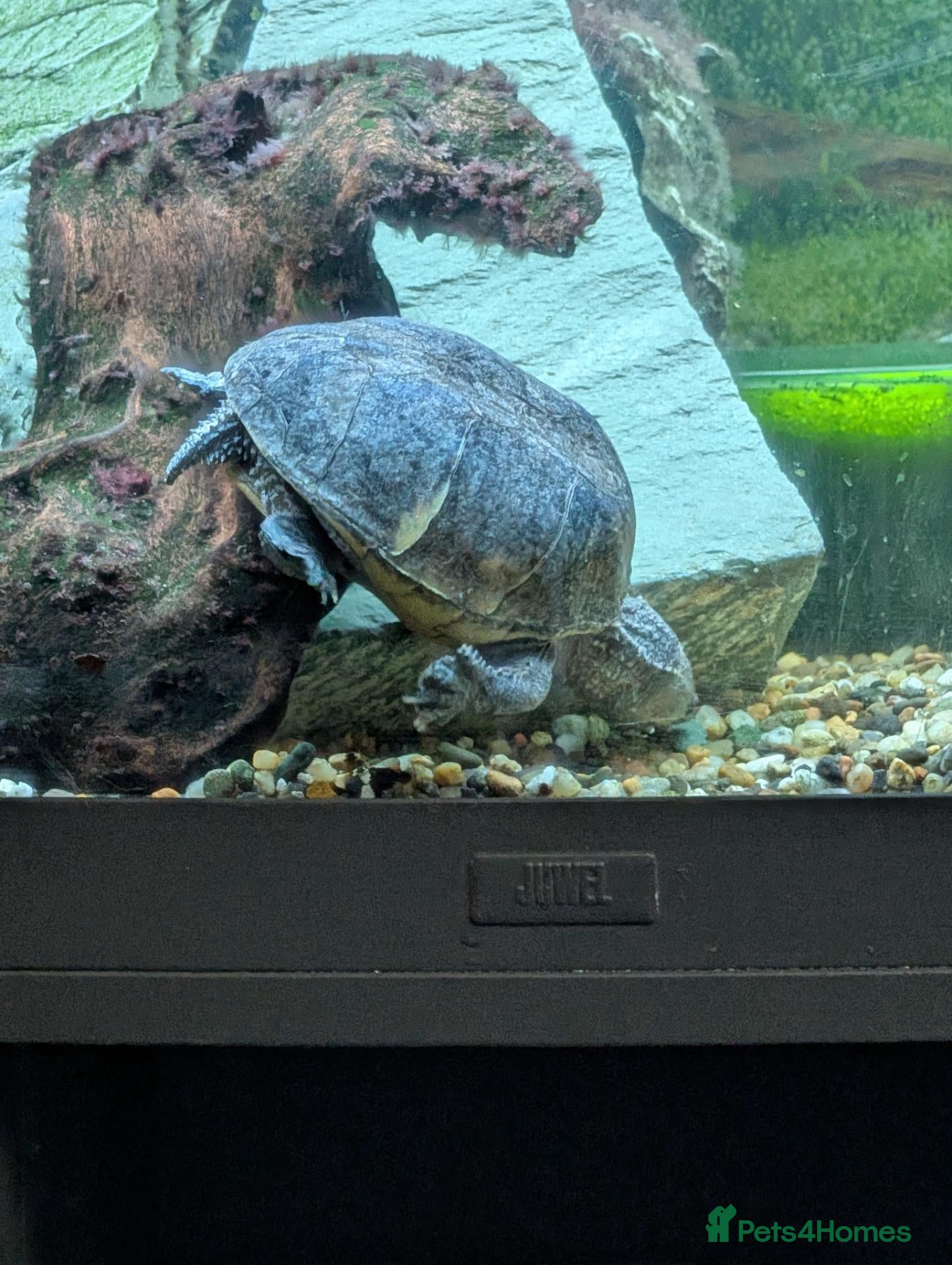 Turtle reptiles Common musk turtles and tank - Advert 20