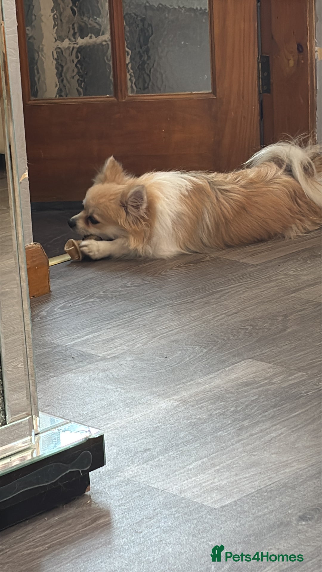 Chihuahua dogs for sale: Long haired chihuahua for sale - Image 5