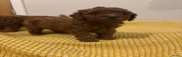 Cockapoo dogs for sale: Dark Fox Red F1B Toy Cockapoos in Cardiff - Advert 6