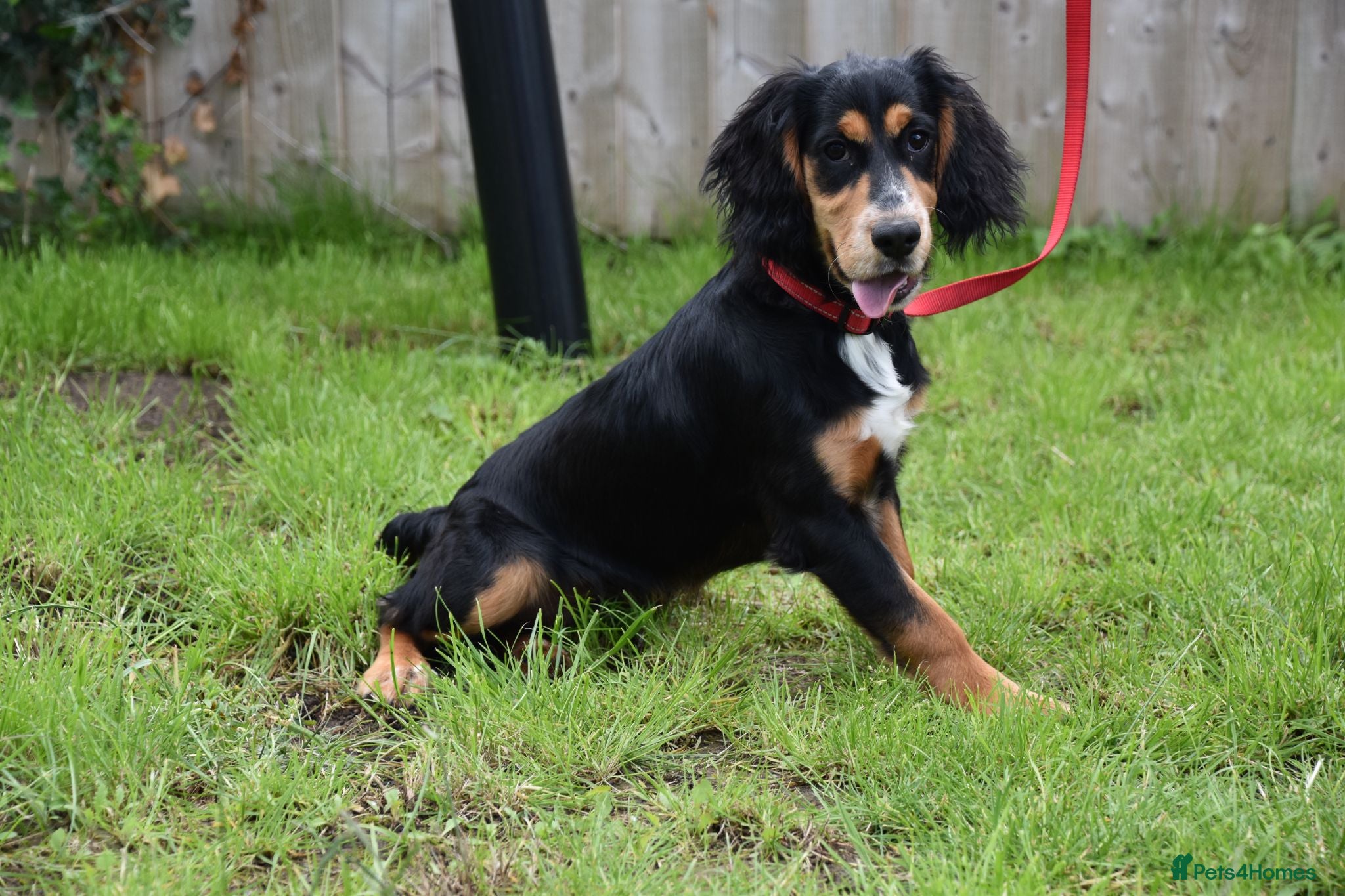 Cocker Spaniel dogs 6 Months Old Male Working Cocker KC Reg - Advert 1