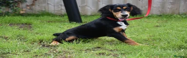 Cocker Spaniel 1
