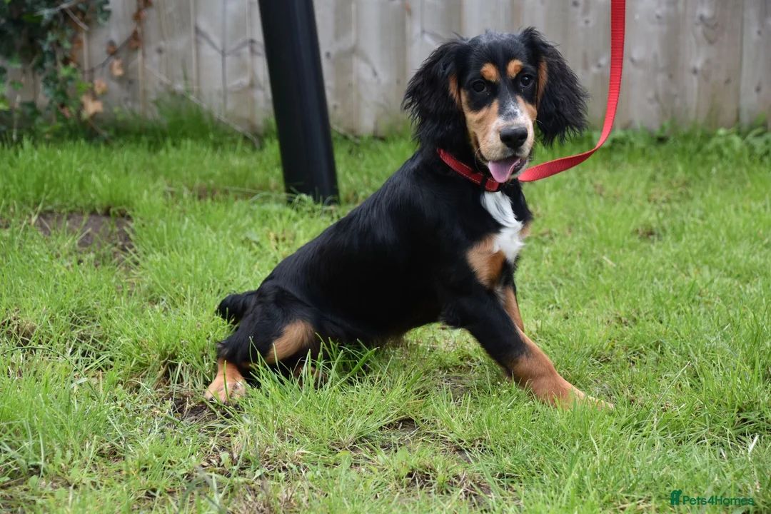Cocker Spaniel dogs for sale: 5 Months Old Male Working Cocker KC Reg - Advert 1