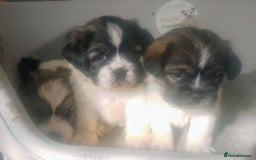 Mixed Breed dogs for sale: Lovely little shitzu cross puppies  - Image 4