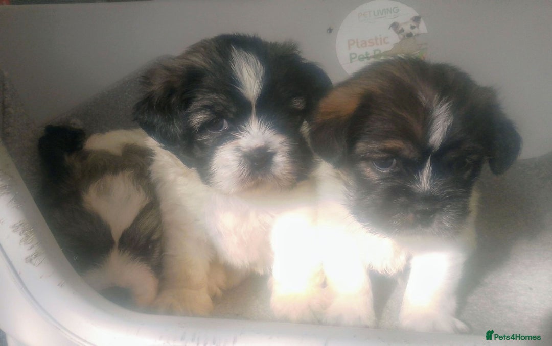 Mixed Breed dogs for sale: Lovely little shitzu cross puppies  - Image 4