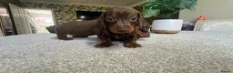 Miniature Dachshund dogs for sale: KC Mini Dachshund Puppies – Dapple & Chocolate - Advert 5